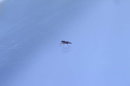 Lonchoptera sp.